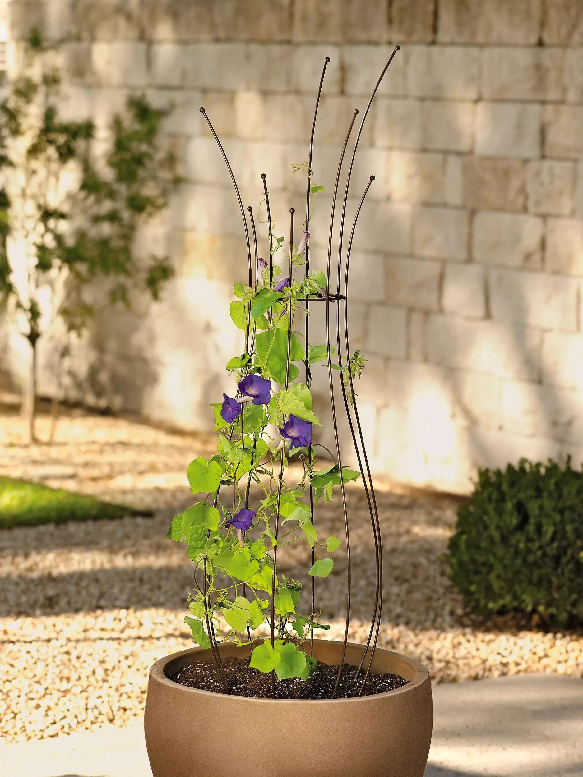 Wire Frames For Topiary